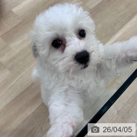 大阪府のビションフリーゼ (ペットプラス 松原店/2026年1月21日生まれ/男の子/ホワイト)の子犬の3枚目の画像