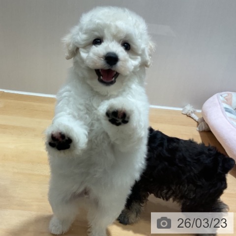 ビション・フリーゼの写真