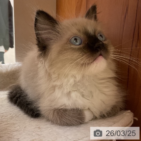 大阪府のラグドール (ペットプラス ららぽーと和泉店/2026年1月7日生まれ/男の子/シールポイントミテッド)の子猫の3枚目の画像