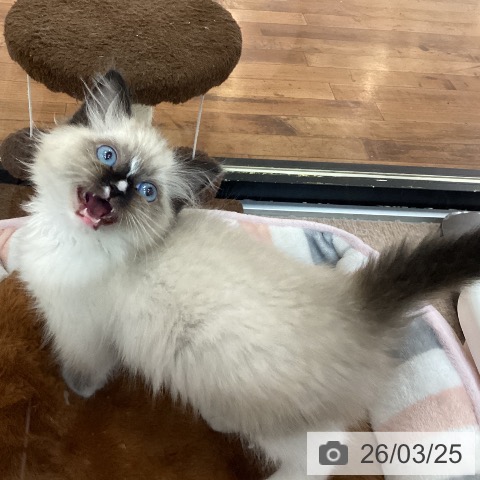 京都府のラグドール (ペットプラス 京都桂川店/2026年1月7日生まれ/男の子/シールポイントミテッド)の子猫の4枚目の画像