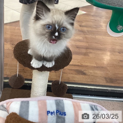 京都府のラグドール (ペットプラス 京都桂川店/2026年1月7日生まれ/男の子/シールポイントミテッド)の子猫の3枚目の画像