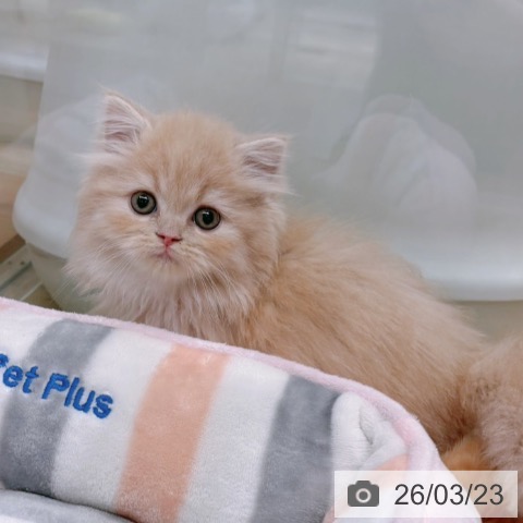 ラガマフィンの写真