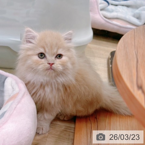 ラガマフィンの写真