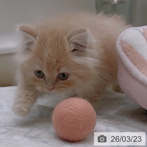 ラガマフィンの写真