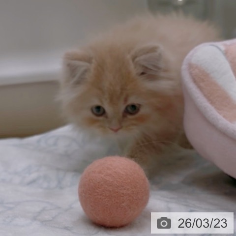 ラガマフィンの写真