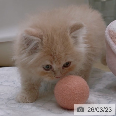 ラガマフィンの写真