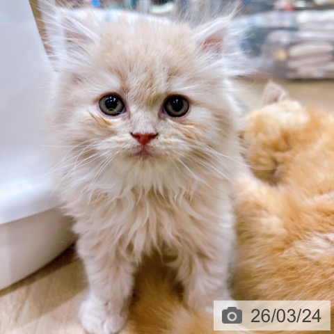 ラガマフィンの写真