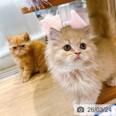 ラガマフィンの写真