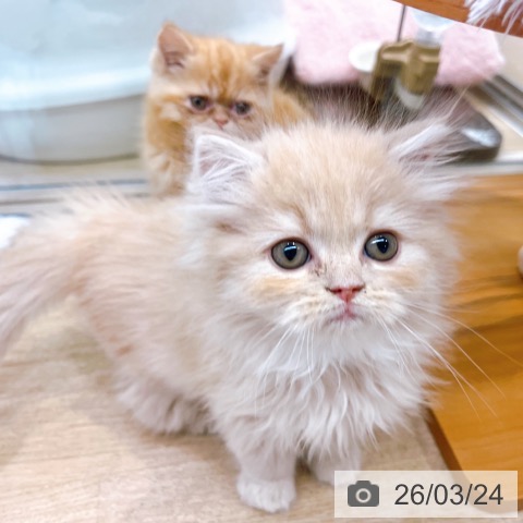 ラガマフィンの写真