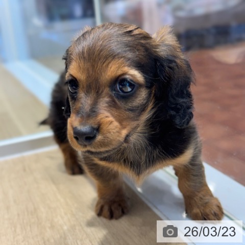 カニーンヘン・ダックスフンドの写真