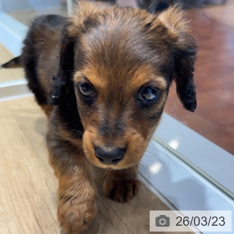 カニーンヘン・ダックスフンドの写真