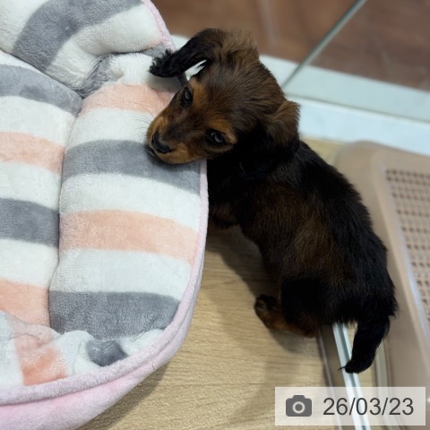 カニーンヘン・ダックスフンドの写真