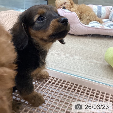 カニーンヘン・ダックスフンドの写真