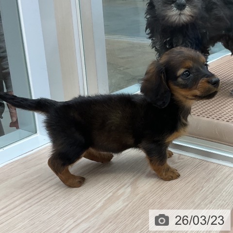 カニーンヘン・ダックスフンドの写真