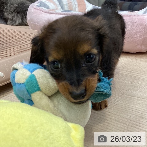 大阪府のカニンヘンダックスフンド(ロング) (ペットプラス ららぽーと和泉店/2026年1月21日生まれ/女の子/レッド)の子犬の3枚目の画像