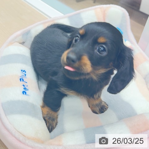 京都府のカニンヘンダックスフンド(ロング) (ペットプラス 京都桂川店/2026年1月21日生まれ/女の子/ブラックタン)の子犬の4枚目の画像