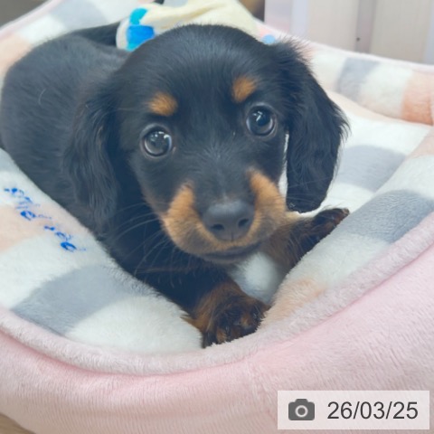 京都府のカニンヘンダックスフンド(ロング) (ペットプラス 京都桂川店/2026年1月21日生まれ/女の子/ブラックタン)の子犬の3枚目の画像