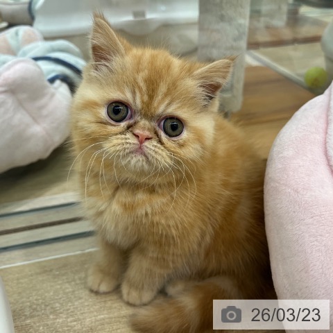 エキゾチックの写真