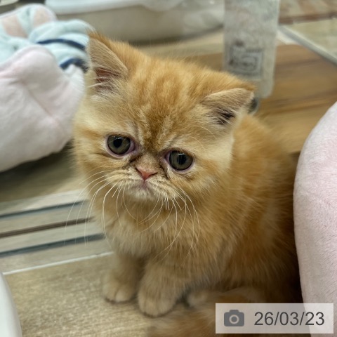 エキゾチックの写真