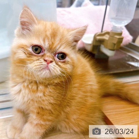 エキゾチックの写真