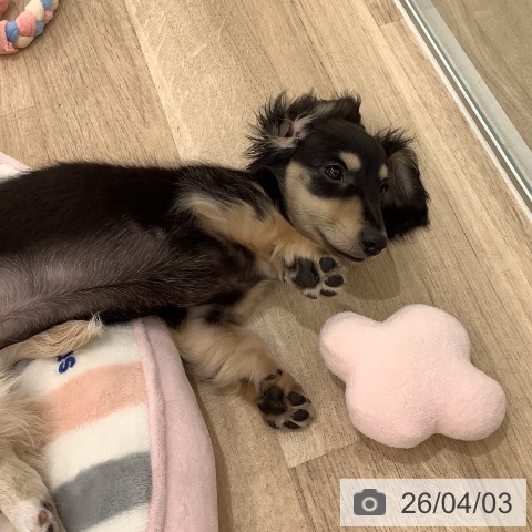 大阪府のミニチュアダックスフンド(ロング) (ペットプラス りんくう泉南店/2026年1月19日生まれ/男の子/ブラックイエロー)の子犬の3枚目の画像