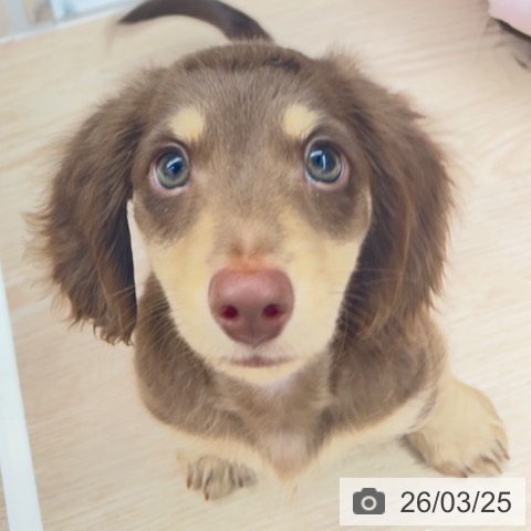 京都府のミニチュアダックスフンド(ロング) (ペットプラス 京都桂川店/2026年1月19日生まれ/男の子/ブラウンタン)の子犬の3枚目の画像