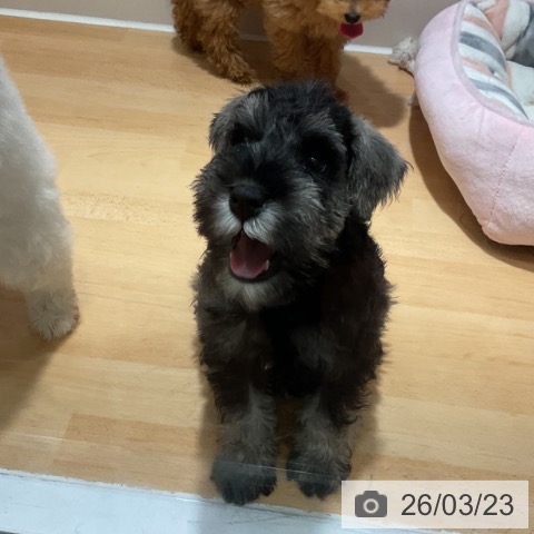 ミニチュア・シュナウザーの写真