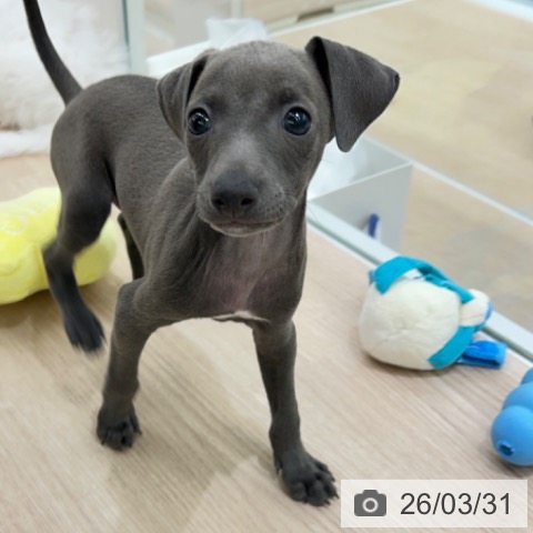 京都府のイタリアングレーハウンド (ペットプラス 京都桂川店/2026年1月19日生まれ/男の子/ブルーホワイト)の子犬の4枚目の画像