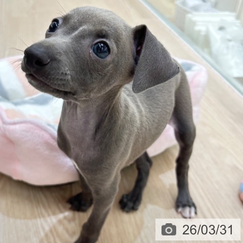 京都府のイタリアングレーハウンド (ペットプラス 京都桂川店/2026年1月19日生まれ/男の子/ブルーホワイト)の子犬の3枚目の画像