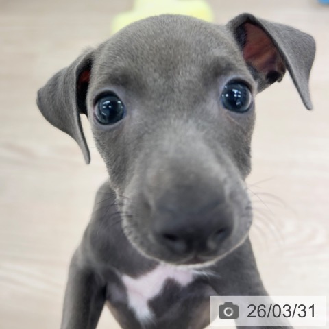 京都府のイタリアングレーハウンド (ペットプラス 醍醐店/2026年1月19日生まれ/男の子/ブルーホワイト)の子犬の3枚目の画像