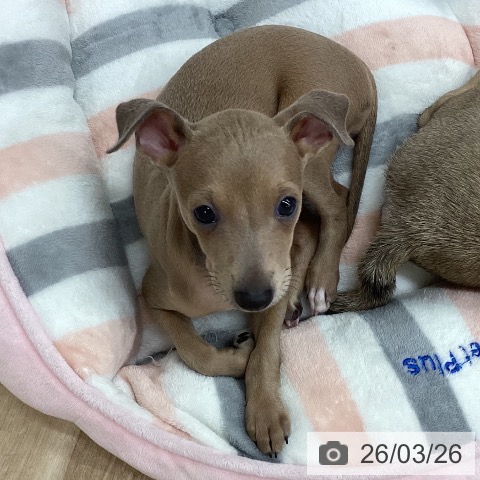 イタリアン・グレーハウンドの写真