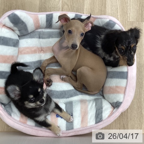 新潟県のイタリアングレーハウンド (ペットプラス 新潟南店/2026年1月19日生まれ/女の子/フォーンホワイト)の子犬の4枚目の画像