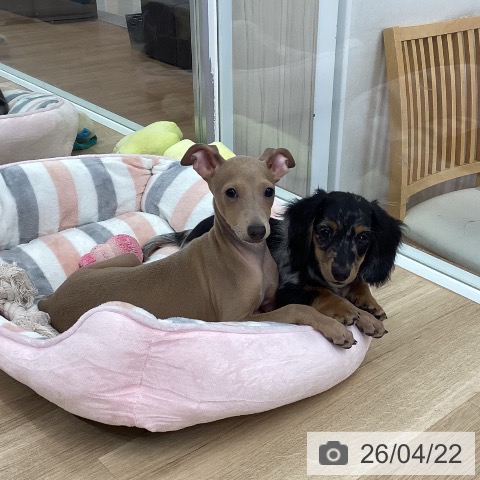 新潟県のイタリアングレーハウンド (ペットプラス 新潟南店/2026年1月19日生まれ/女の子/フォーンホワイト)の子犬の3枚目の画像