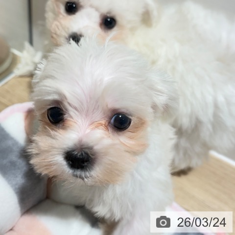 兵庫県のマルチーズ (ペットプラス 神戸三宮店/2026年1月1日生まれ/男の子/ホワイト)の子犬の4枚目の画像