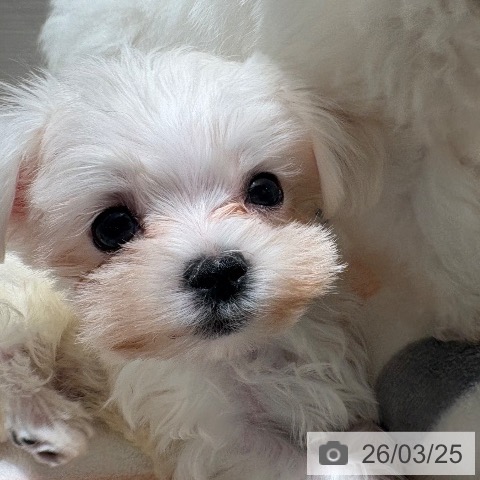 兵庫県のマルチーズ (ペットプラス 神戸三宮店/2026年1月1日生まれ/男の子/ホワイト)の子犬の3枚目の画像