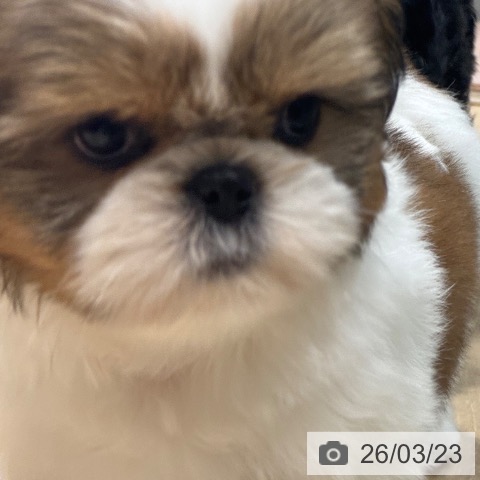 シー・ズーの写真