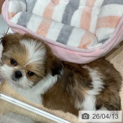 大阪府のシーズー (ペットプラス 四條畷店/2026年1月21日生まれ/女の子/ゴールドホワイト)の子犬の4枚目の画像