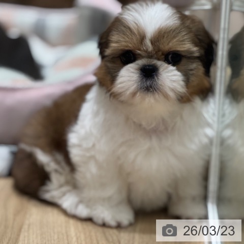 シー・ズーの写真