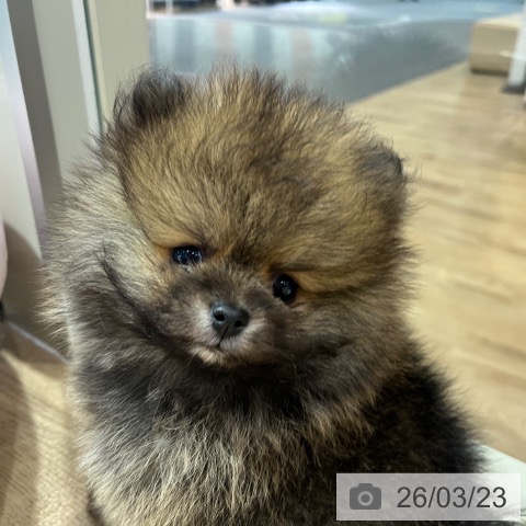 ポメラニアンの写真