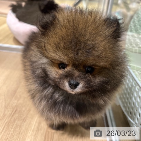 ポメラニアンの写真