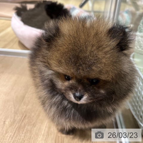 ポメラニアンの写真