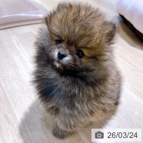 ポメラニアンの写真