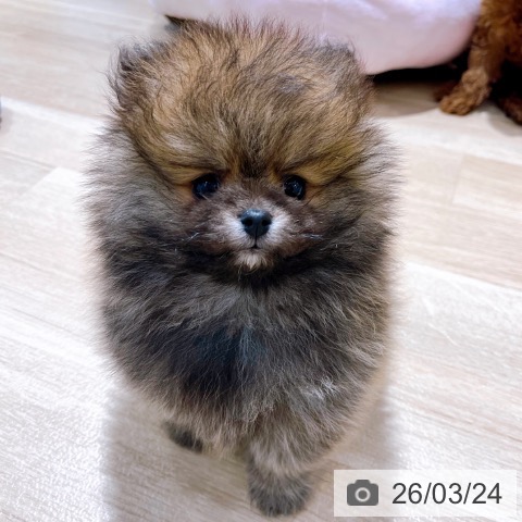ポメラニアンの写真