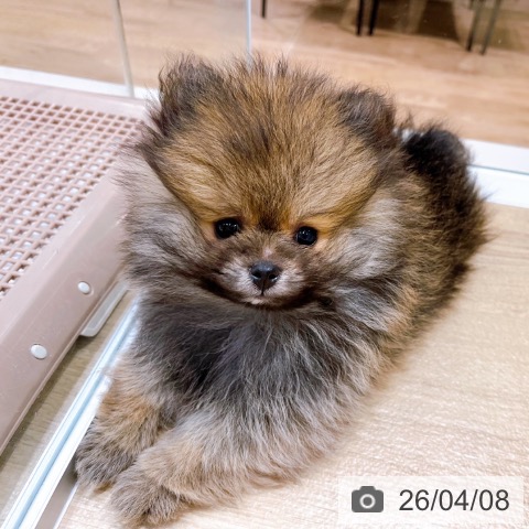 大阪府のポメラニアン (ペットプラス イオン大日店/2026年1月20日生まれ/男の子/オレンジセーブル)の子犬の3枚目の画像