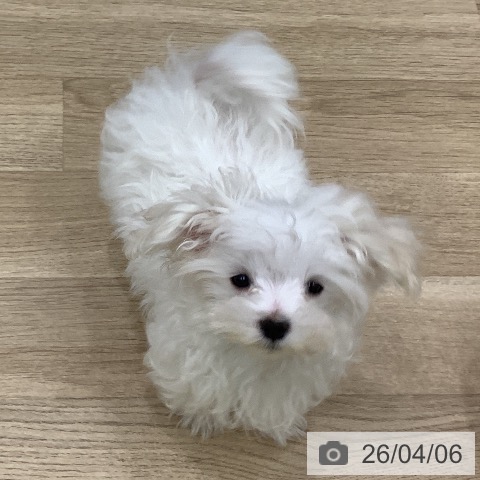 大阪府のマルチーズ (ペットプラス 鶴見店/2026年1月8日生まれ/男の子/ホワイト)の子犬の4枚目の画像