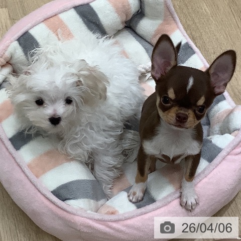 大阪府のマルチーズ (ペットプラス 鶴見店/2026年1月8日生まれ/男の子/ホワイト)の子犬の3枚目の画像