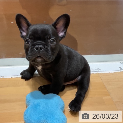 フレンチ・ブルドッグの写真