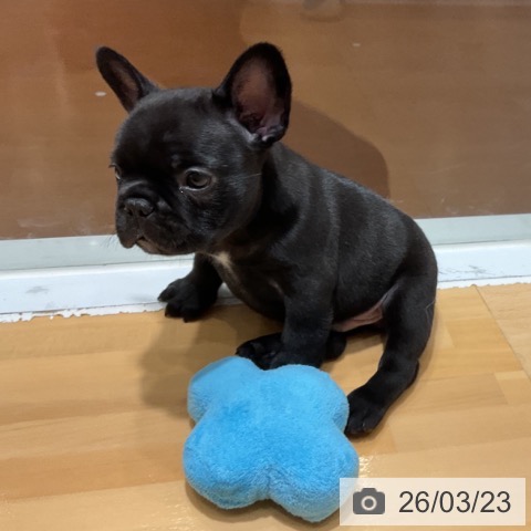 フレンチ・ブルドッグの写真
