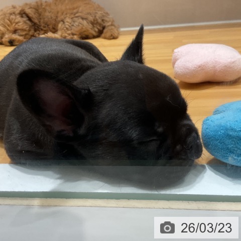 フレンチ・ブルドッグの写真