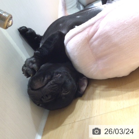 フレンチ・ブルドッグの写真